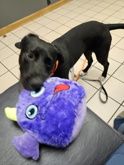 VCA All Caring Animal Hospital Picture 4