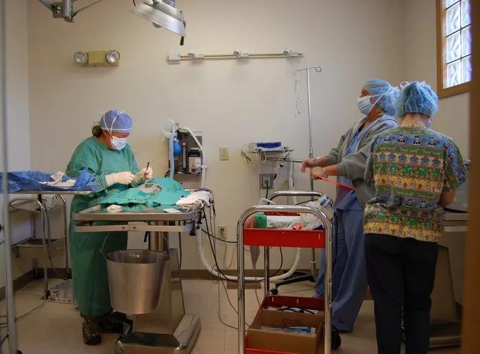 VCA All Caring Animal Hospital Picture 8