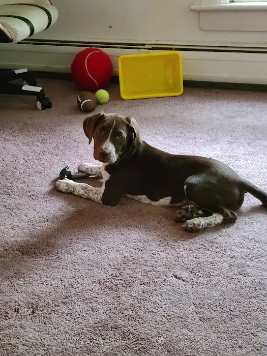 VCA All Caring Animal Hospital Picture 9