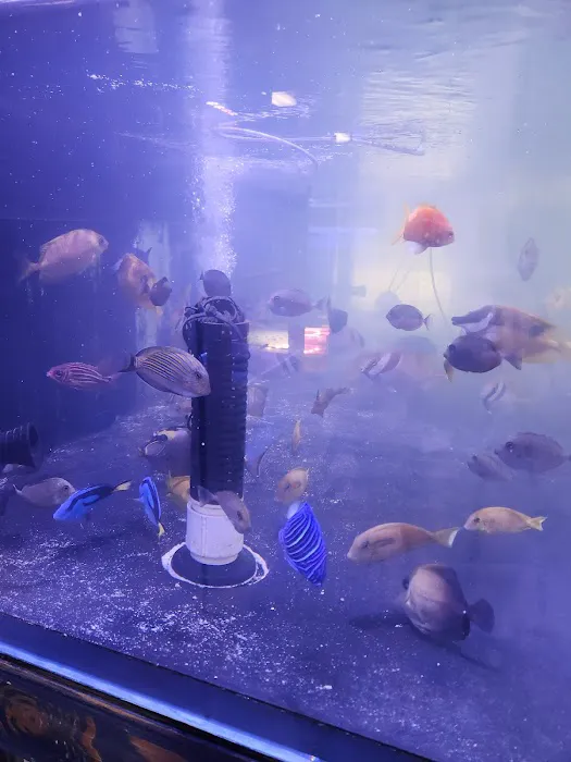 Violet Sea Fish and Coral Picture 1