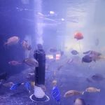 Violet Sea Fish and Coral