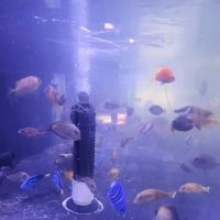 Violet Sea Fish and Coral ico