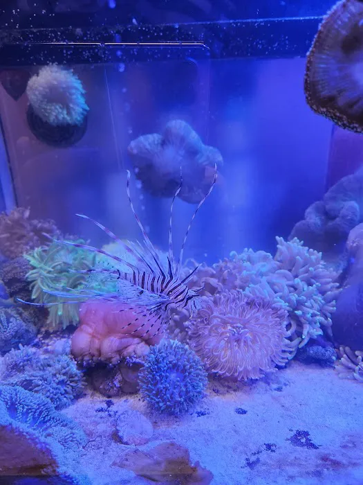 Violet Sea Fish and Coral Picture 5