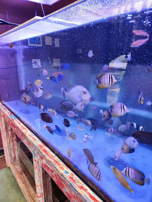 Violet Sea Fish and Coral Picture 2