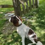 Pine Plains Veterinary Hospital