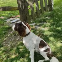 Pine Plains Veterinary Hospital ico