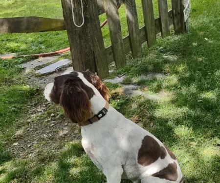 Pine Plains Veterinary Hospital
