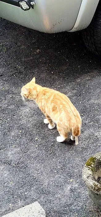 Pine Plains Veterinary Hospital Picture 7