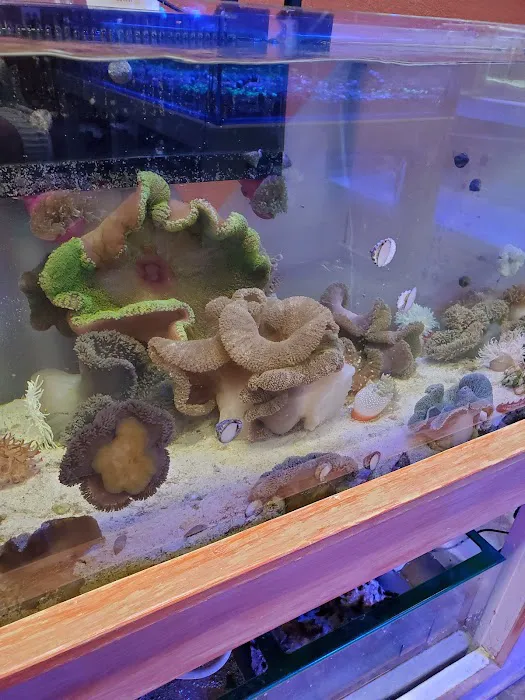 Violet Aquarium LLC Picture 3