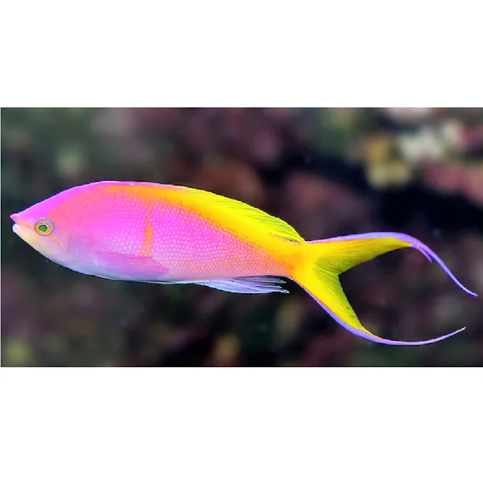 Violet Aquarium LLC Picture 9