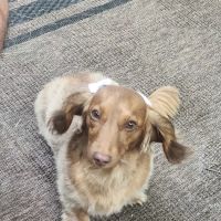 Brookline Animal Hospital, A Thrive Pet Healthcare Partner ico