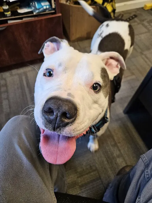 Brookline Animal Hospital, A Thrive Pet Healthcare Partner Picture 4