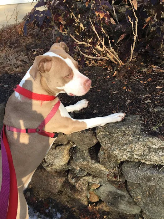 Brookline Animal Hospital, A Thrive Pet Healthcare Partner Picture 9