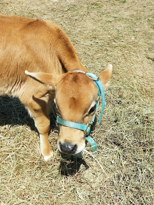 Preventive Veterinary Medicine Clinic Picture 6