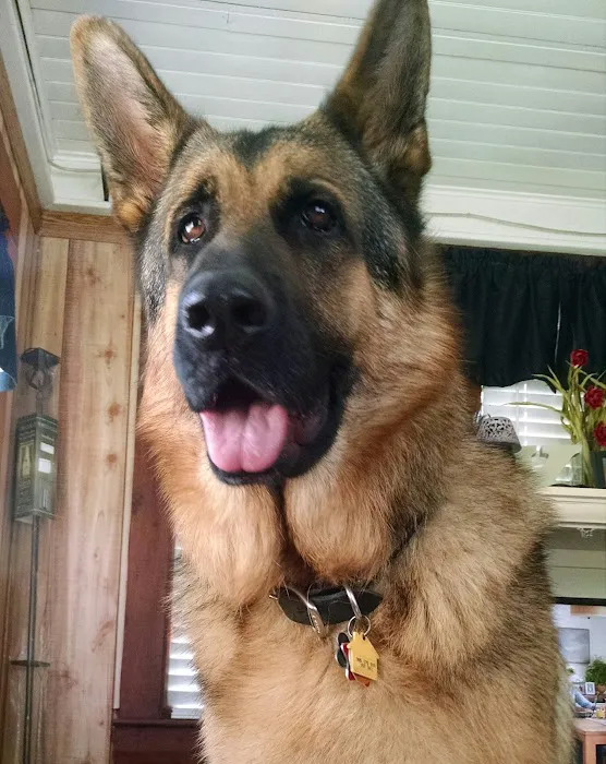 Preventive Veterinary Medicine Clinic Picture 5