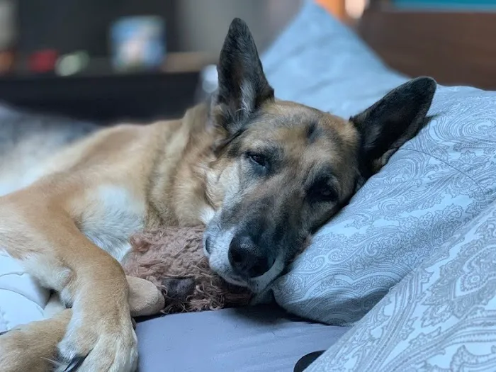 Preventive Veterinary Medicine Clinic Picture 4