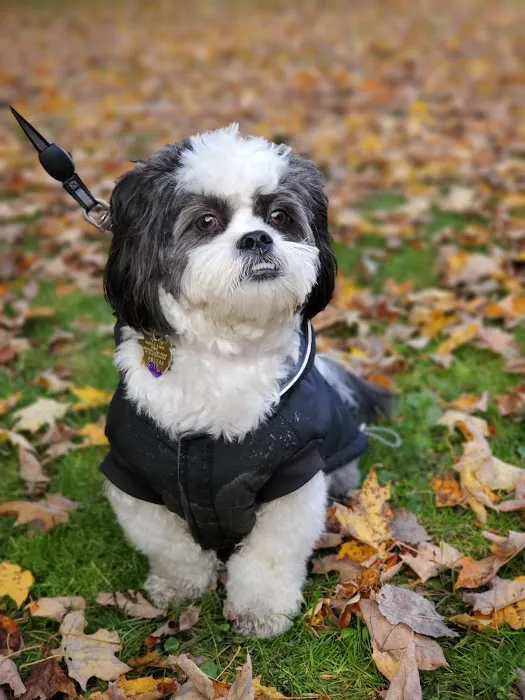 Preventive Veterinary Medicine Clinic Picture 8