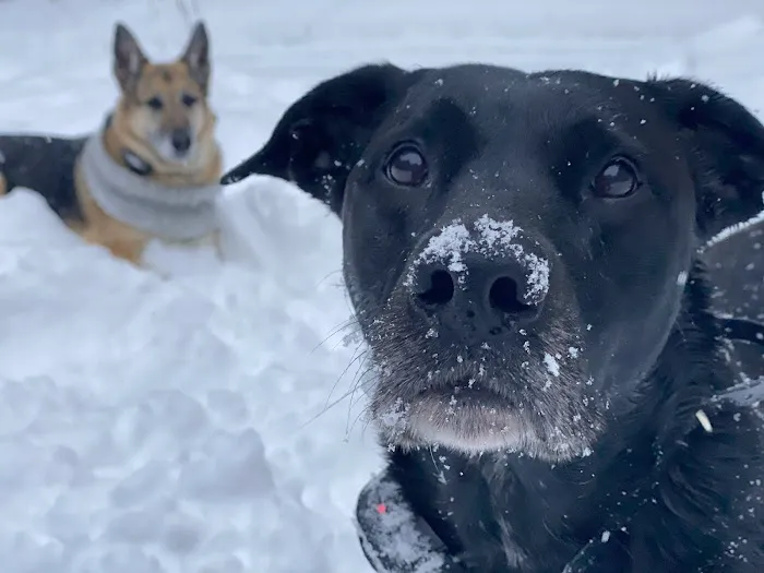 Preventive Veterinary Medicine Clinic Picture 10