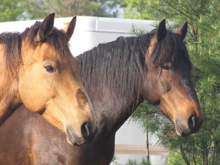 Kokal Farm Veterinary Services - Equine Dentistry, Equine Chiropractic and Lameness Services Picture 4