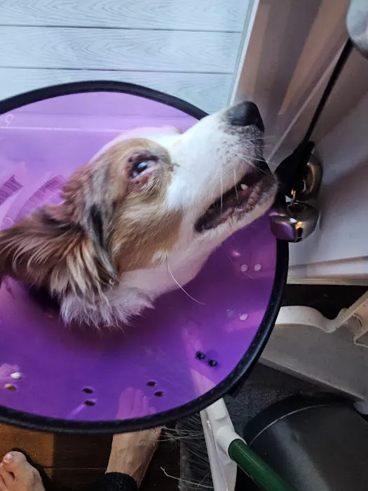 Wilton Animal Hospital Picture 3