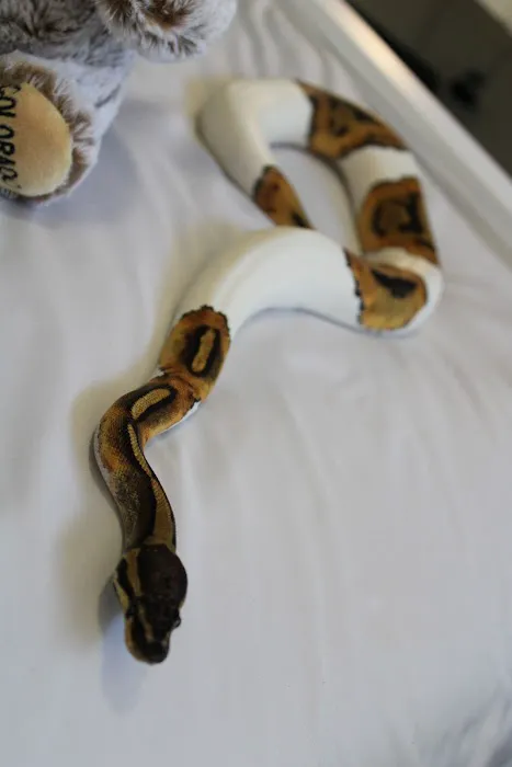 Jackie's Reptile Store Picture 1