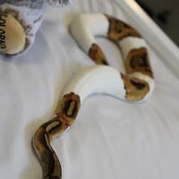 Jackie's Reptile Store ico