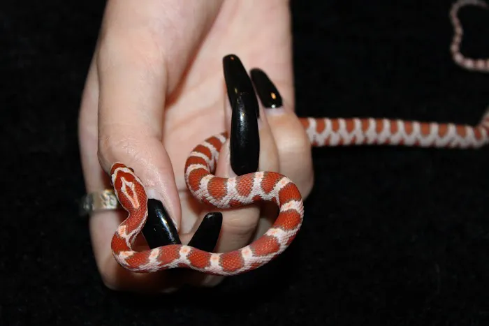 Jackie's Reptile Store Picture 3