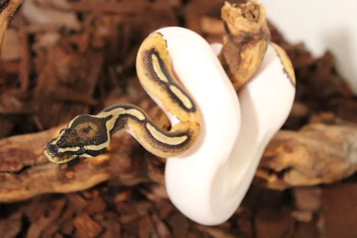 Jackie's Reptile Store Picture 4