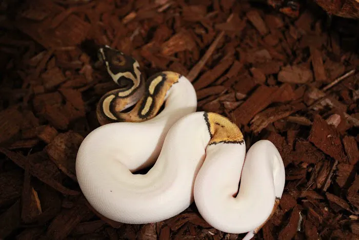 Jackie's Reptile Store Picture 2