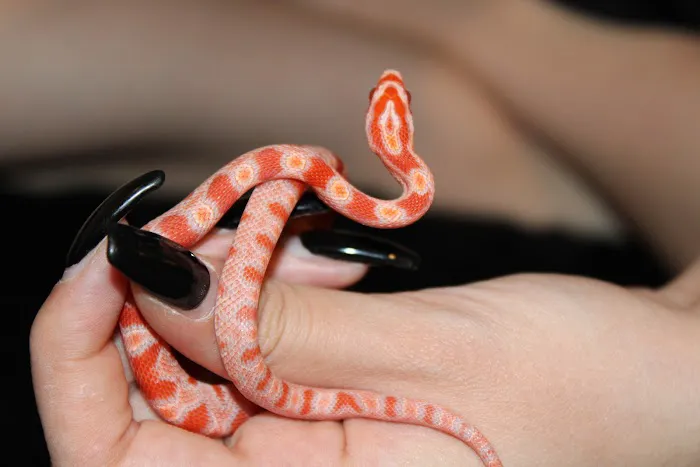 Jackie's Reptile Store Picture 5