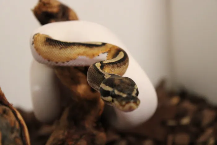 Jackie's Reptile Store Picture 7