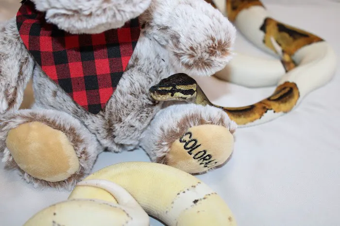 Jackie's Reptile Store Picture 9