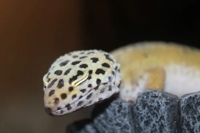 Jackie's Reptile Store Picture 8