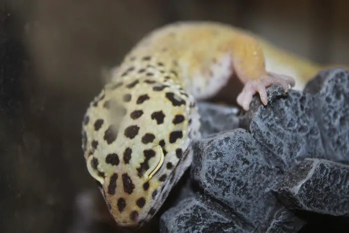 Jackie's Reptile Store Picture 6