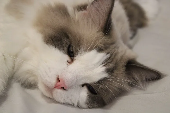 Jackie's Reptile Store Picture 10