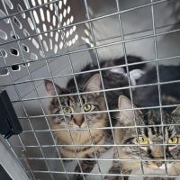 Park Place Veterinary Hospital ico