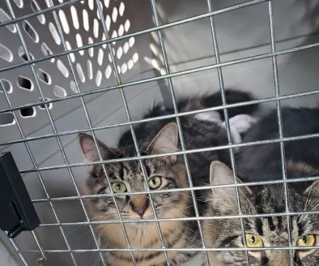 Park Place Veterinary Hospital