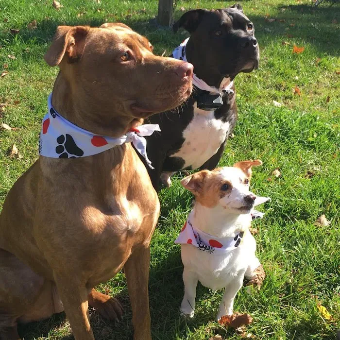 Park Place Veterinary Hospital Picture 7