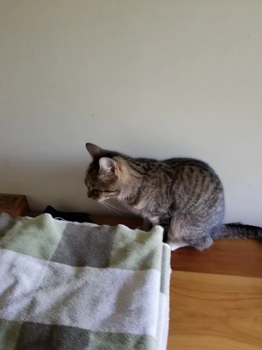 Park Place Veterinary Hospital Picture 5