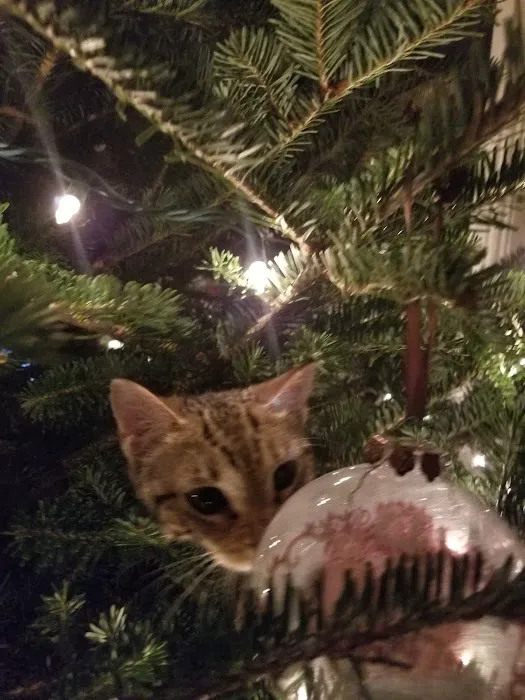 Park Place Veterinary Hospital Picture 10