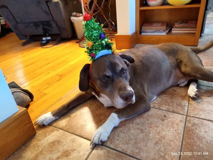 Park Place Veterinary Hospital Picture 8