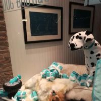 Gussied Up Dog Boutique ico