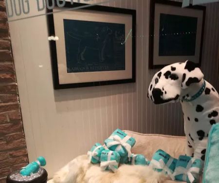 Gussied Up Dog Boutique