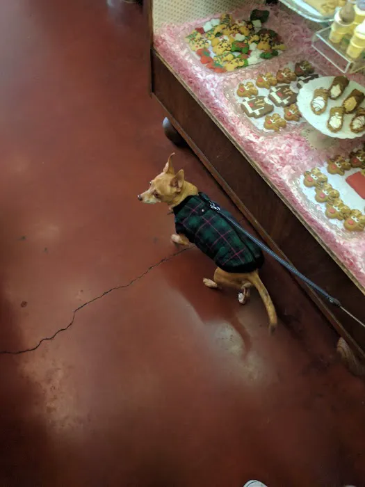 Gussied Up Dog Boutique Picture 5