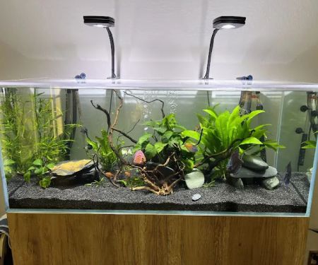 Muse Discus