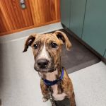 Cheshire Animal Hospital