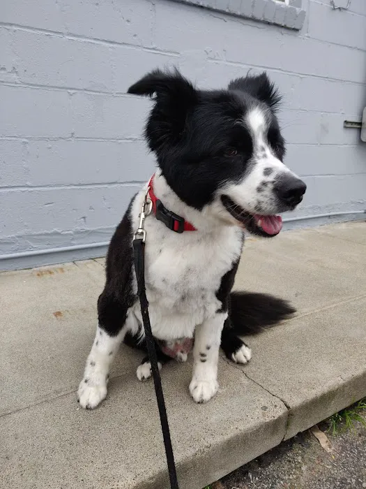 Bow Wow Meow Picture 9