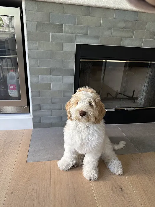 Bow Wow Meow Picture 10