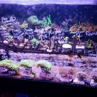 Ultimate Aquarium Inc ico