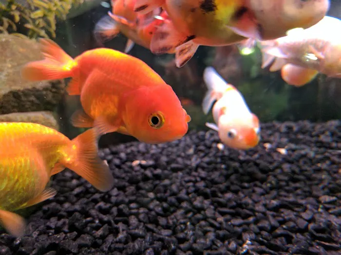 Ultimate Aquarium Inc Picture 4